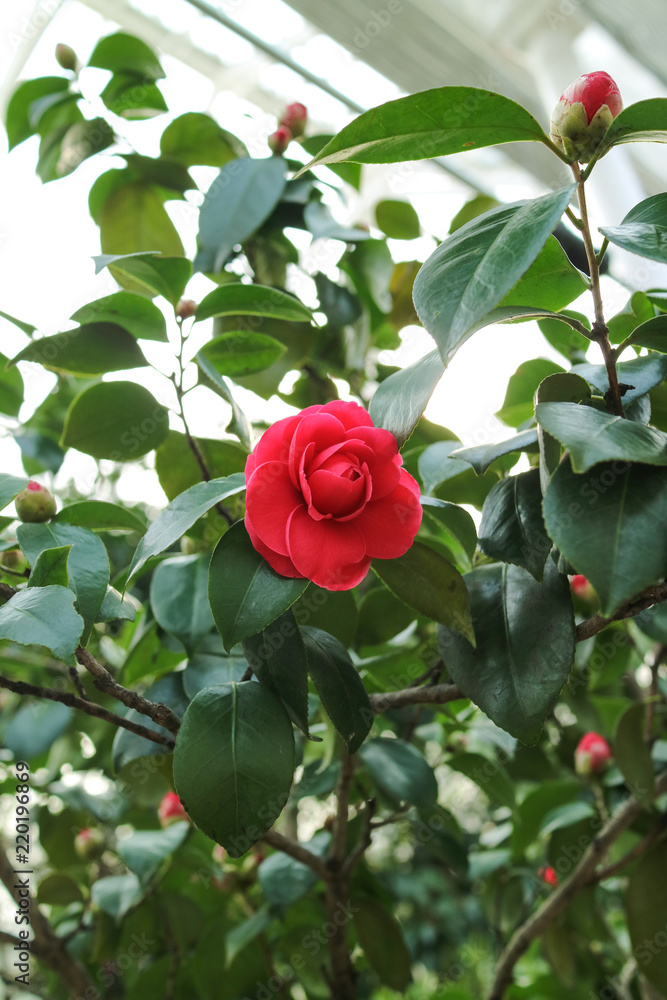 Beautiful red camellia