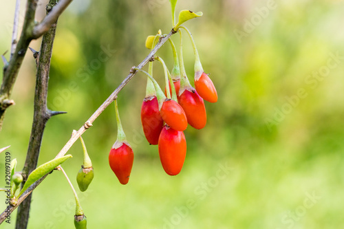 Goji berry, or wolfberry. Ripe berries on the branch. Anti aging fruit. Closeup.  Lycium barbarum or Lycium chinense.