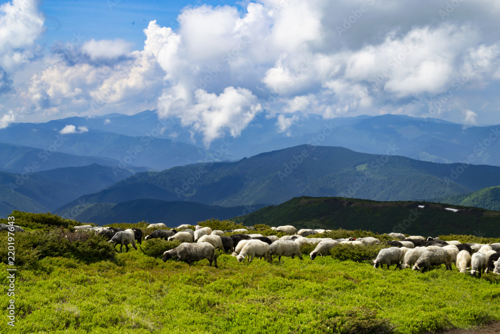 Sheeps, lambs on the mountain farm against green grass fields and beautiful cloudy sky. Warm summer photo with bright colors