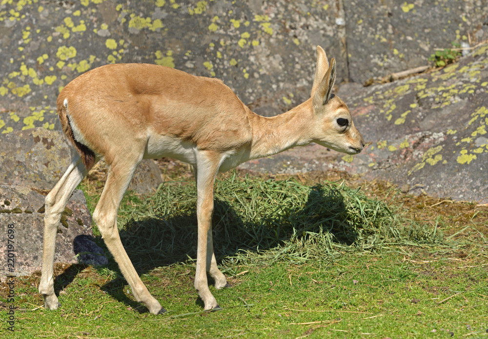 Persian gazelle (Gazella subgutturosa subgutturosa). Portrait Persian gazelle (Gazella subgutturosa subgutturosa). Portrait