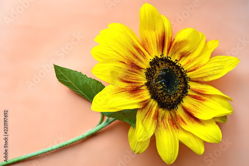 Fototapeta Naklejka Na Ścianę i Meble -  yellow garden decorative sunflower with green leaves on orange background
