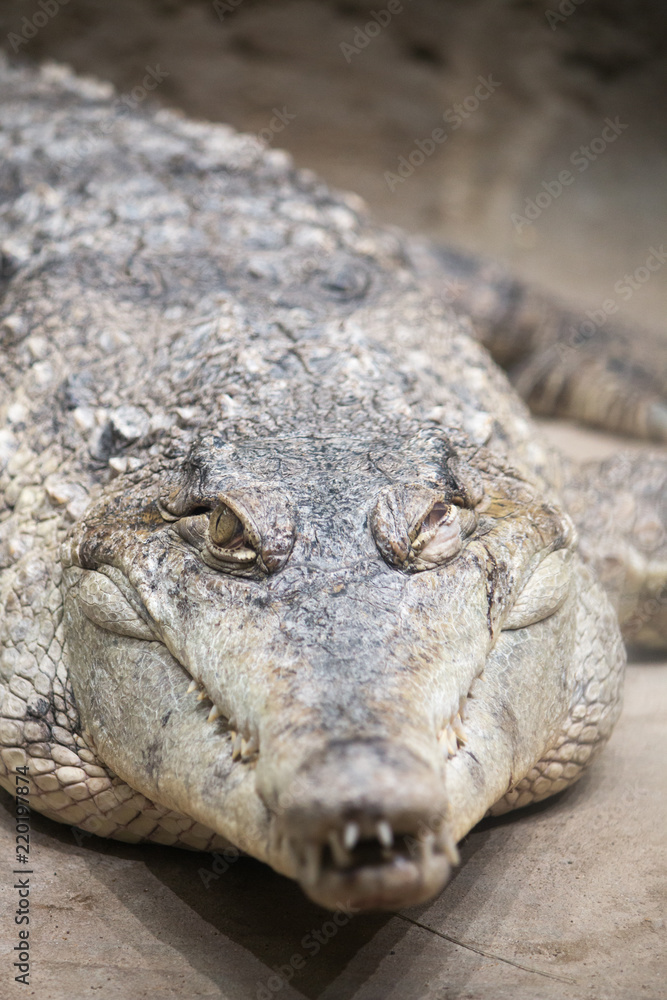 Fototapeta premium Crocodile closeup faceshot