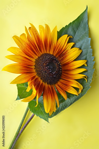 Fototapeta Naklejka Na Ścianę i Meble -  garden decorative sunflower with big green leaf on yellow background
