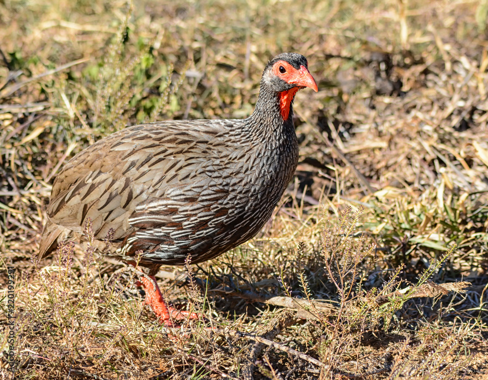 Red-necked Spurfowl