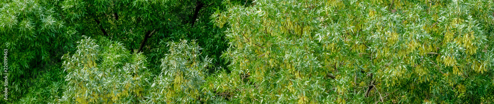 Panoramic green trees background Panoramic green trees background