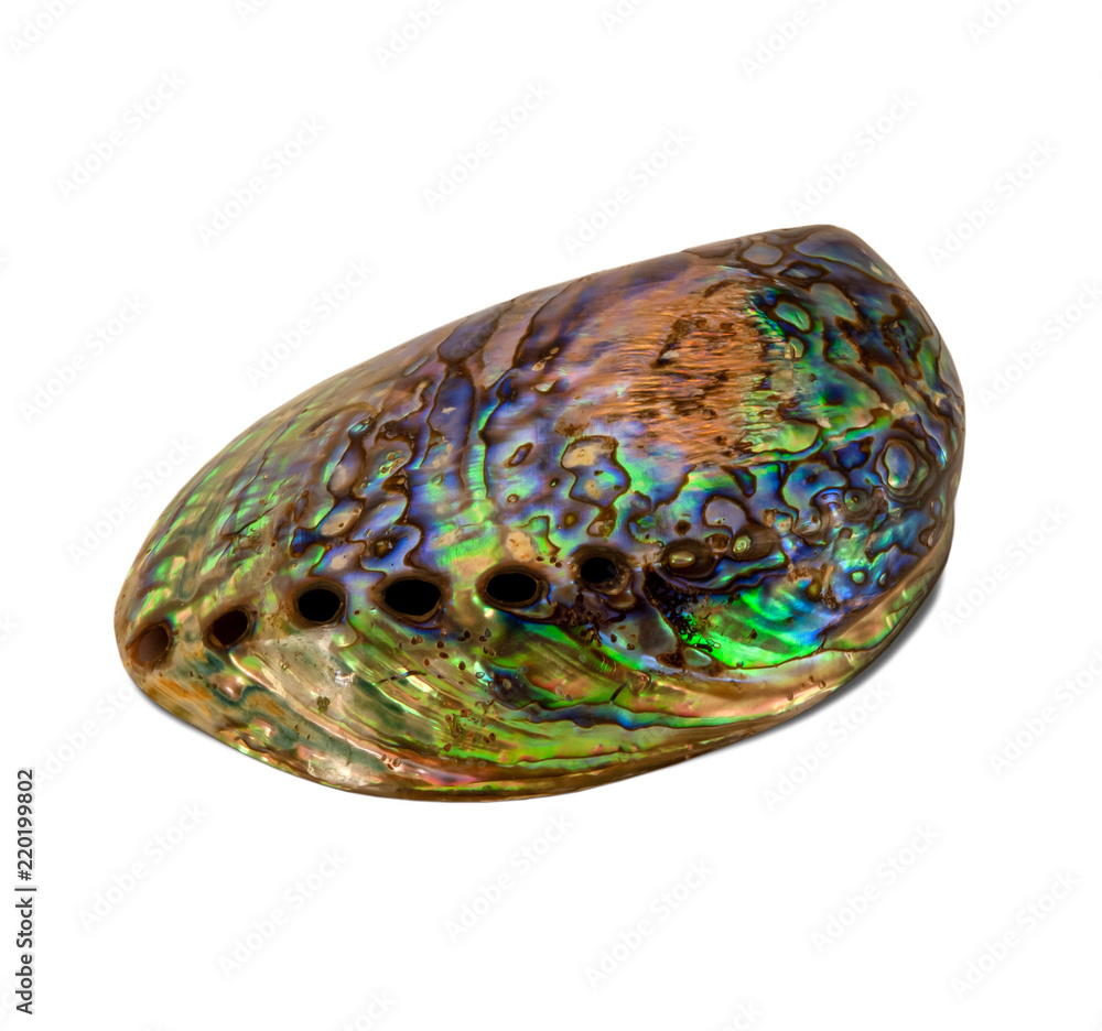 Shiny abalone shell photo isolated on white background, perspective view Shiny abalone shell photo isolated on white background, perspective view