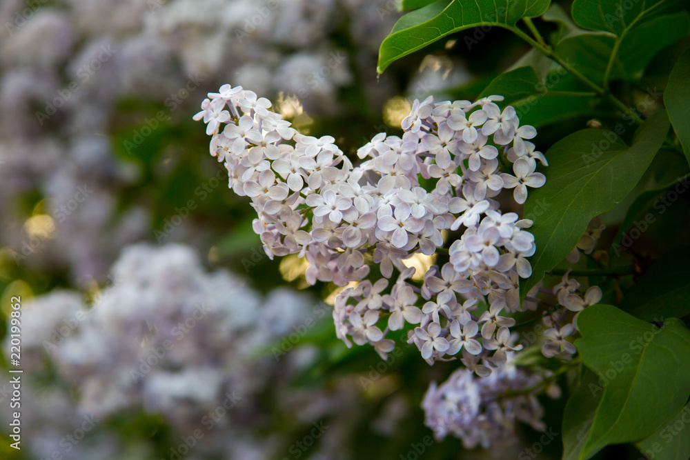 Inflorescence of white lilac Inflorescence of white lilac