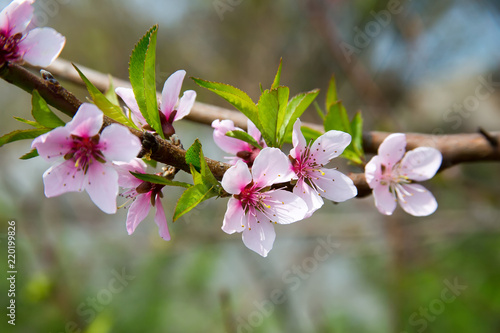 Flowering peach tree