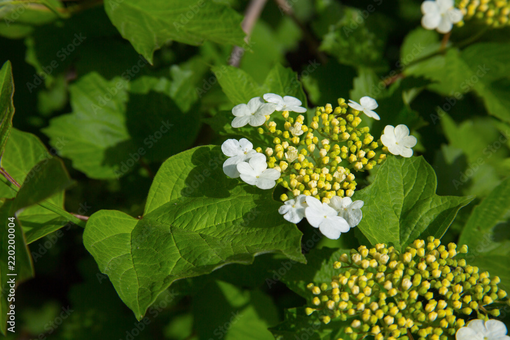 Flowering Ukrainian viburnum Flowering Ukrainian viburnum