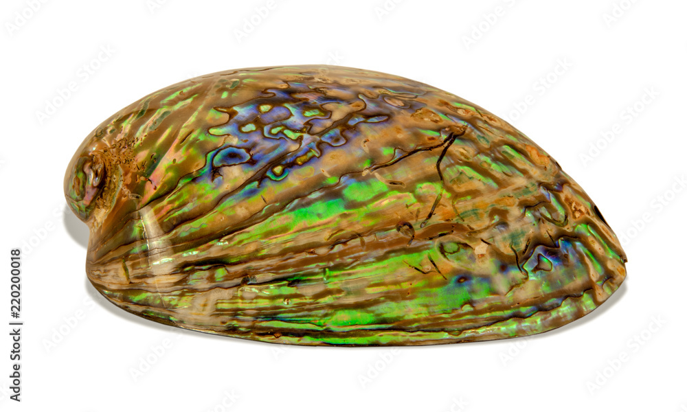 Abalone shell isolated on white background Abalone shell isolated on white background