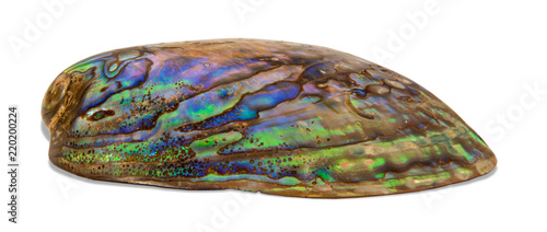 Colorful abalone shell photo isolated on white background, side view