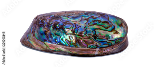 Bluish abalone shell photo isolated on white background, side view