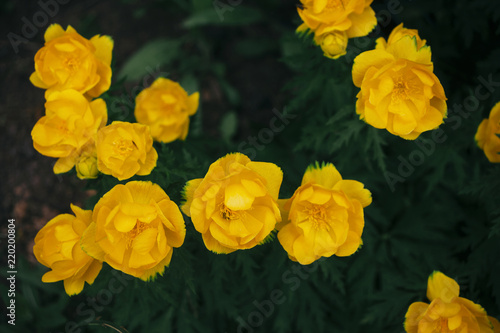 The flowers of the Troll-biume are yellow. 