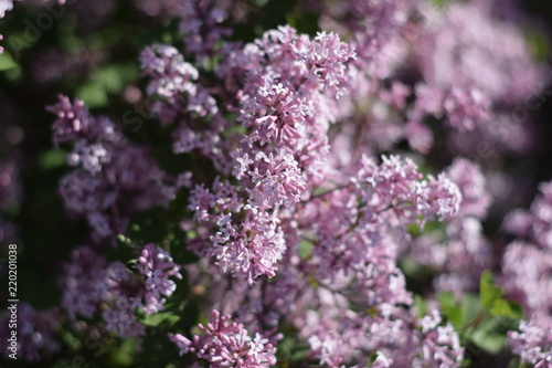 Purple lilac in the park