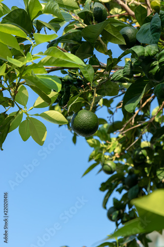 Unripe oranges on the tree