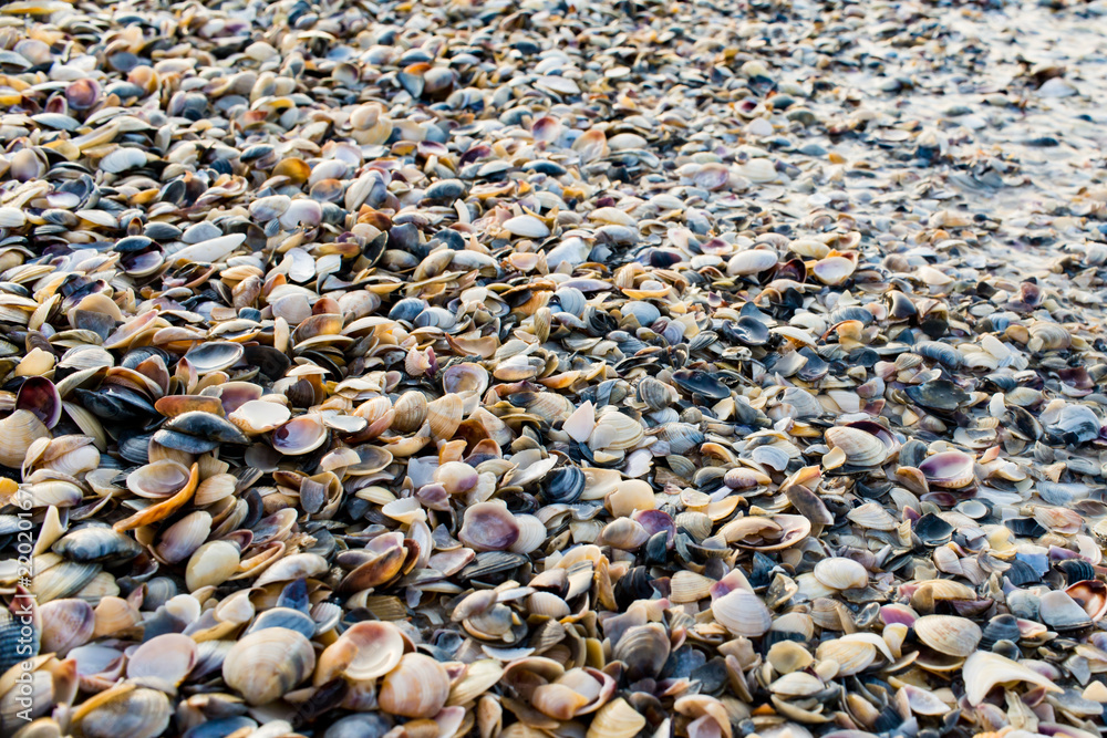Many shells that lie on the morning shore in the sun.