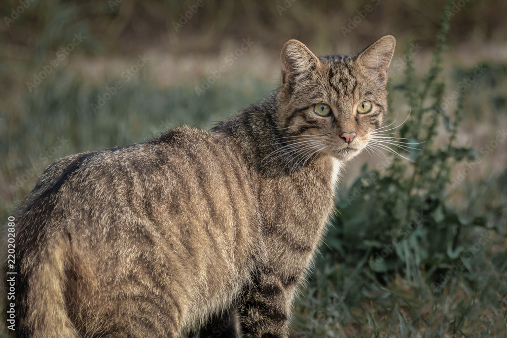 A close up photograph of a Scottish wildcat with its head turned looking backwards. It is staring into the distance and although normally fierce it looks very tame.