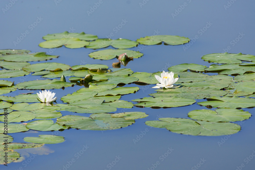 Water lily in a village pond
