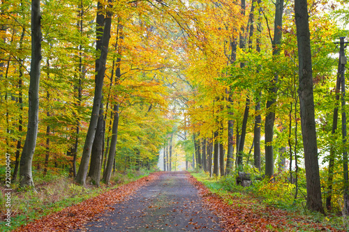 Romantic sight of a small road with autumn trees, Lüneburg Heath, Northern Germany