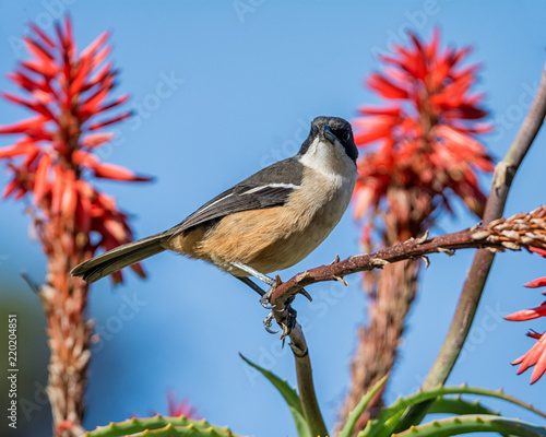 Southern Boubou photo