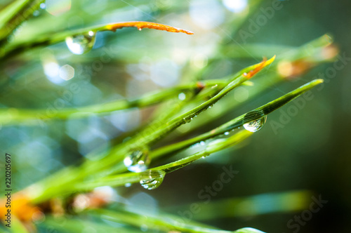 water drops in pine leaves