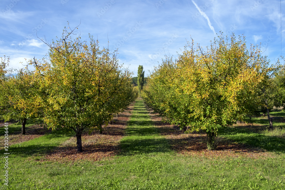 Leaves turning to autumn colours in the plum tree orchards around rural Tournon d'Agenais, Lot et Garonne, France