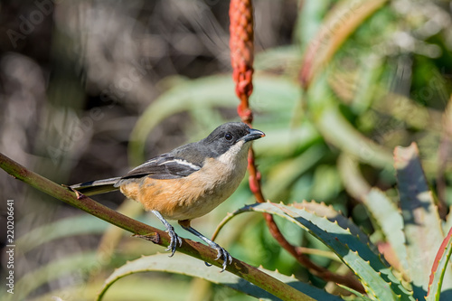 Southern Boubou photo