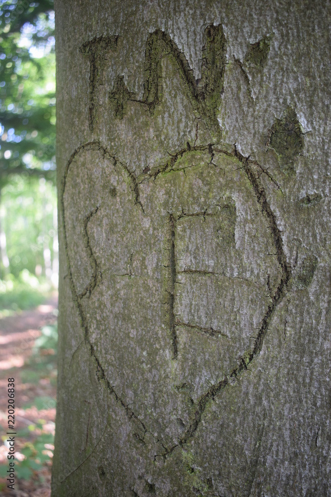 In Baum geschnitzte Initialien eines verliebten Pärchens
