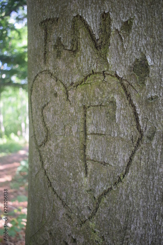 In Baum geschnitzte Initialien eines verliebten Pärchens