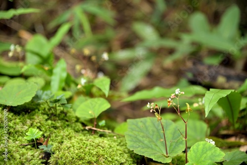 beautiful small flowers in nature on forest background.