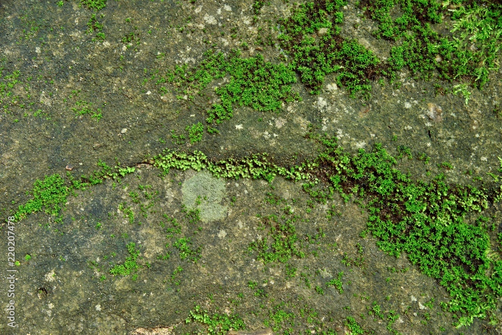 Fototapeta premium green moss texture in nature