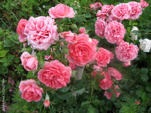 Pink rose flowers on the rose bush in the garden in summer