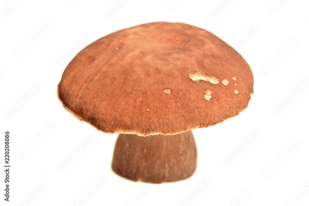 porcini porcini