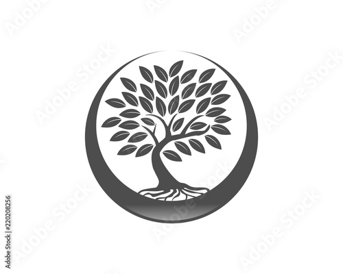 little oak tree