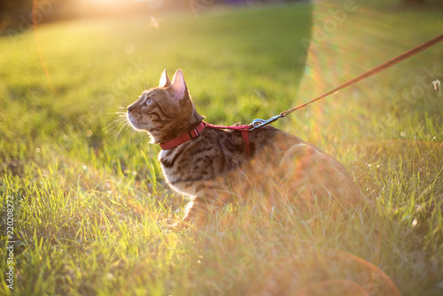 the cat on a leash walks on the street at sunset