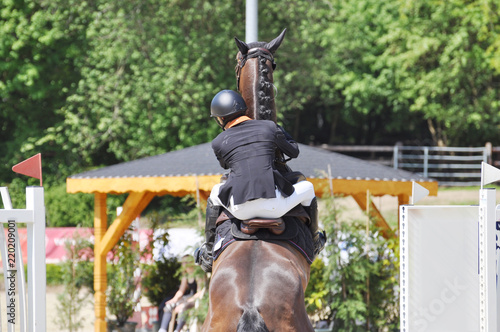 Reitsport Verweigerung beim Springreiten, das Springpferd verweigert den Hindernissprung, bei Ungehorsam vor einem einfachen Hindernis oder dem Sprung