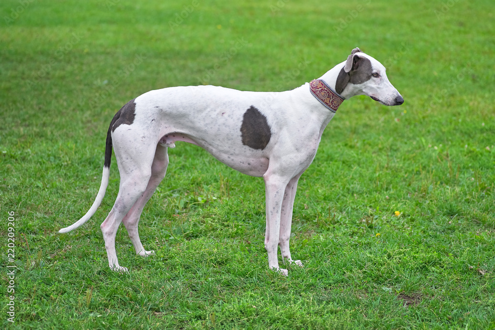Whippet is a small smooth-haired dog between a greyhound and a greyhound close-up