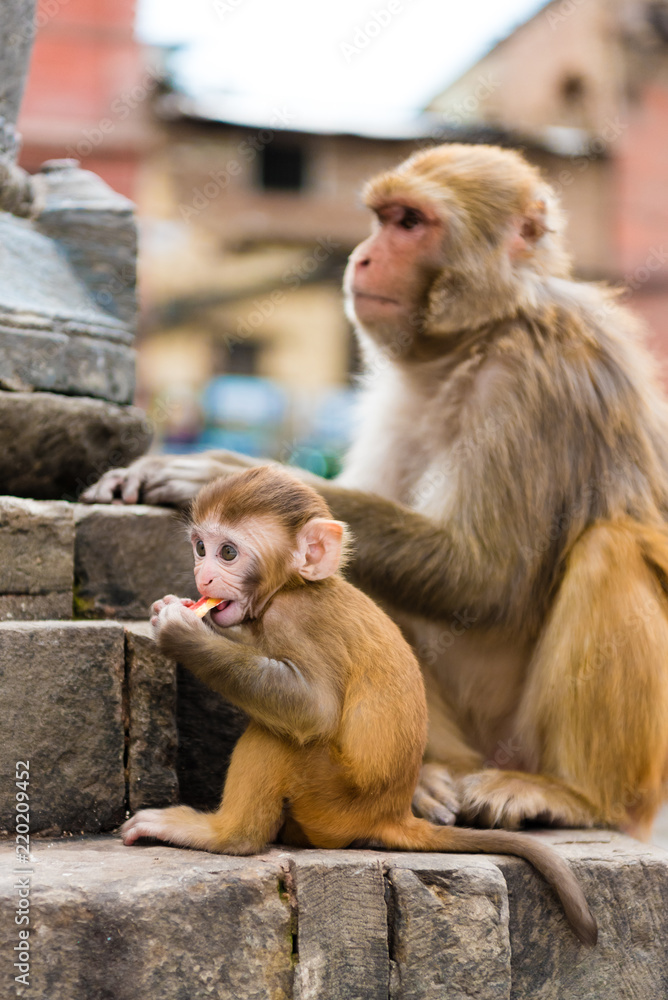 View over architectural details and monkeys at Monkey temple Swayambhunath Stupa complex, Kathmandu, Nepal. View over architectural details and monkeys at Monkey temple Swayambhunath Stupa complex, Kathmandu, Nepal.