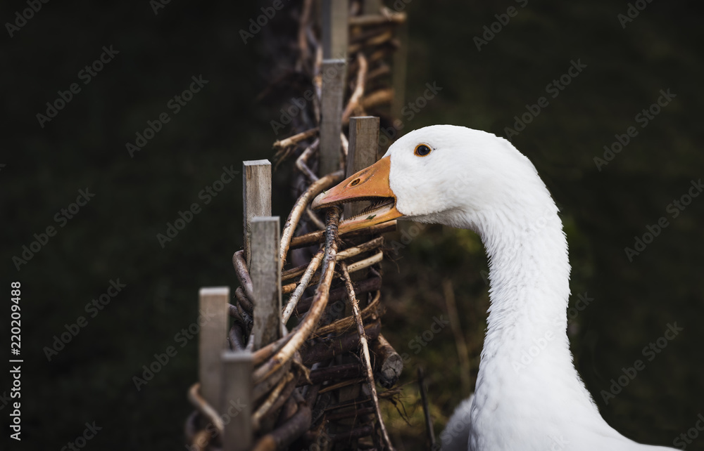 Fotografie White goose biting a twig fence