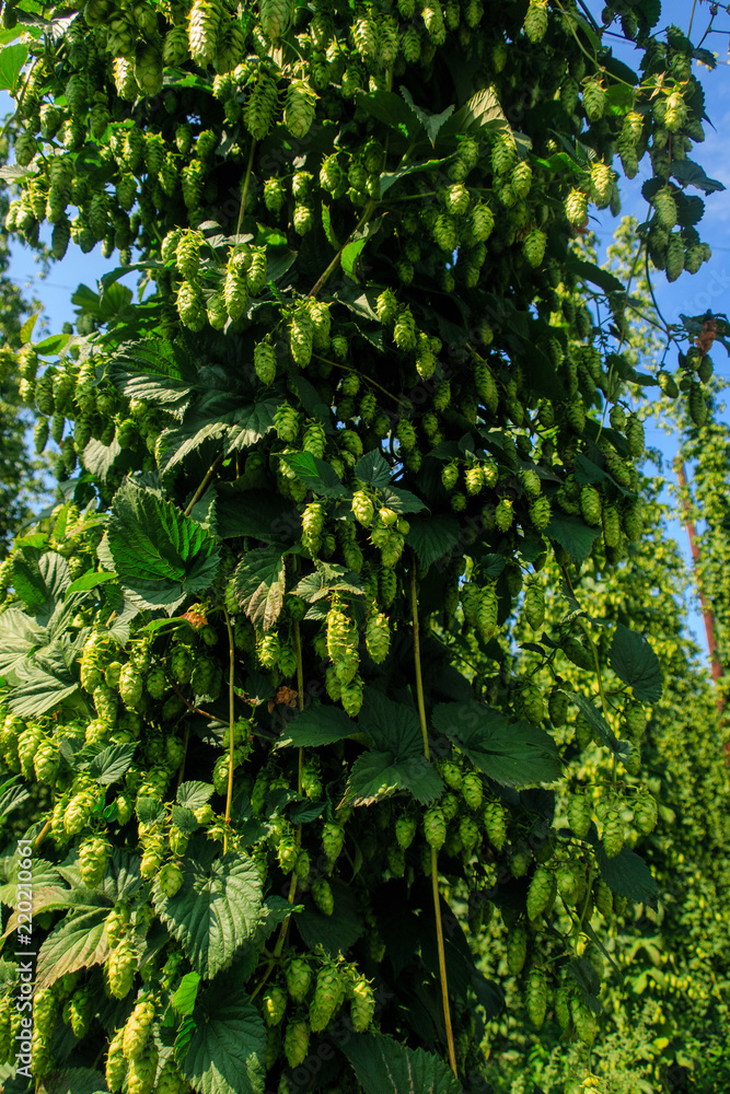 Fototapeta premium Hopfendolden des Tettnanger Hopfens