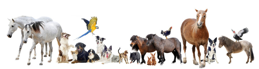 group of animals