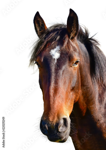 Brown horse head isolated on white.