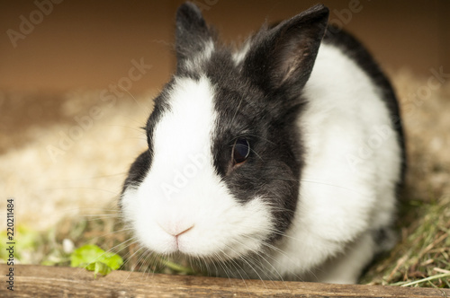 czarno biały królik