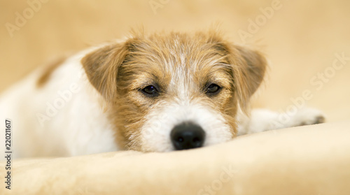 Web banner of a cute happy jack russell terrier pet dog puppy as resting on the sofa