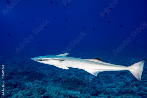 Tableau sur toile Remora suckerfish in blue ocean of polynesia