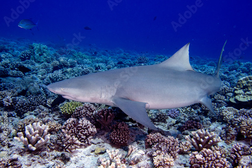 Lemon shark coming to you while diving