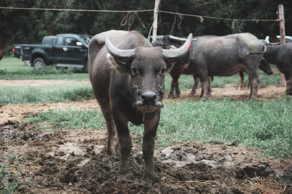 Closeup image of an asian water buffalo in a farmland Closeup image of an asian water buffalo in a farmland