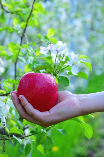 Von der Blüte zum Apfel, Kind hält roten Apfel vor Apfelblüten