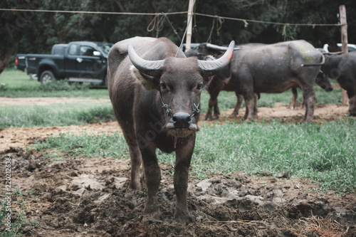 Closeup image of an asian water buffalo in a farmland