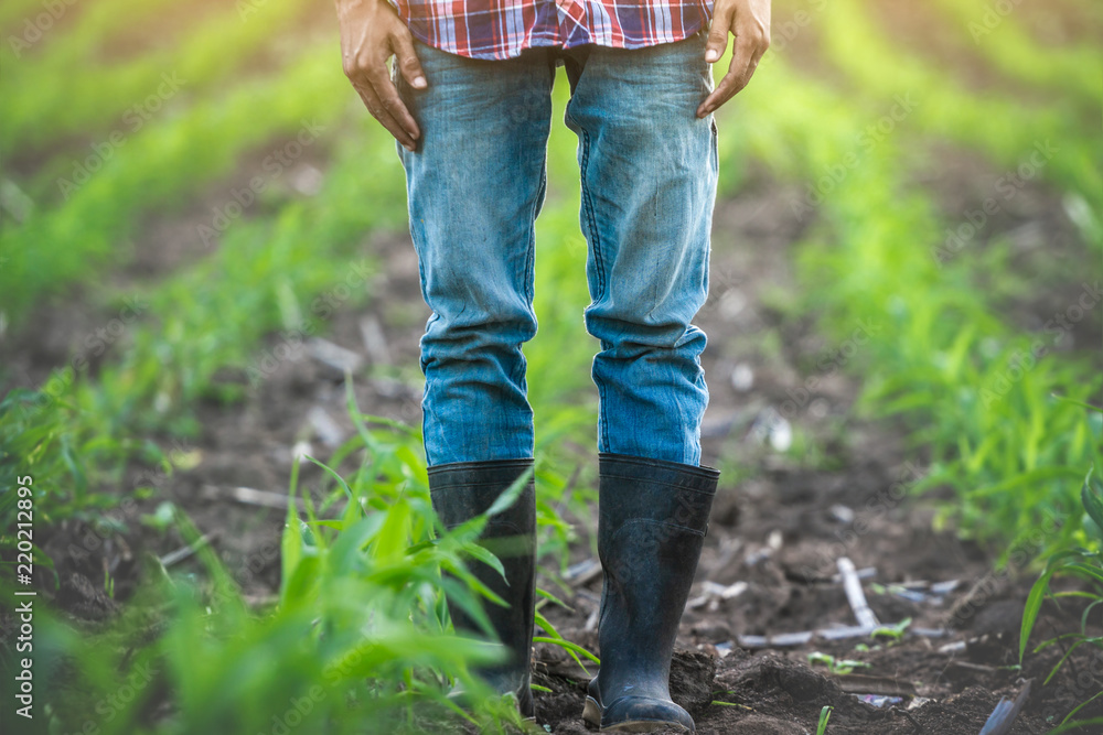 Farmer in rubber boots standing in his corn field with light of sunset background Farmer in rubber boots standing in his corn field with light of sunset background
